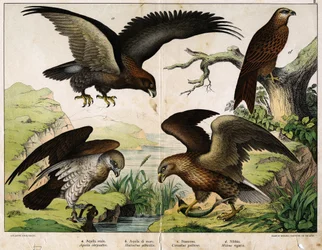 ア：イヌワシ（Aquila chrysaëtos）、イ：オジロワシ（Haliaëtus albicilla）、ウ：チュウヒワシ（Circaëtus gallicus）、エ：アカトビ（Milvus regalis） - 『鳥類自然史』、ヘプリ社、ミラノ。