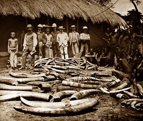 ベルギー植民地時代の象牙狩り