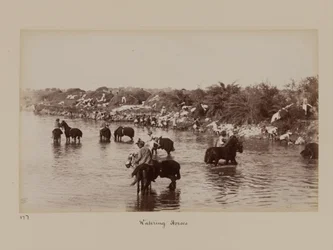 演習のデリー・キャンプで馬に水をやるインドの騎兵たち