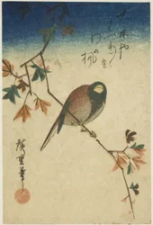 カエデの枝の鳥