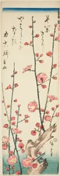 開花梅の枝