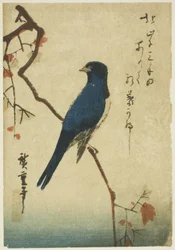 カエデの枝にとまる青い鳥