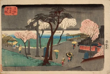 隅田川堤防の雨の桜。すみだづみうちょうのさくら