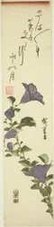 中国の鐘の花