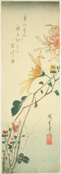 菊