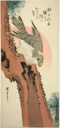 旭日松の隼