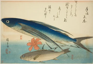 トビウオとイチモチ 無題魚シリーズより