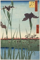 
Horikiri Iris Garden (Horikiri no hanashōbu), from the series One Hundred Famous Views of Edo (Meisho Edo hyakkei)