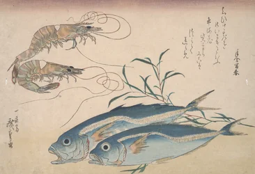 アジ、淡水エビ、海藻、1832年頃