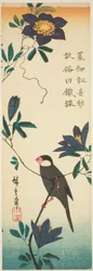 文鳥とクレマチス