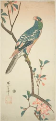 開花枝のオウム
