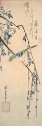桜の枝のルリビタキ