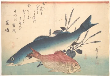 魚づくし（あらゆる魚種）より スズキとキンメダイ
