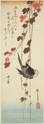 頭の白い鳥とツタ