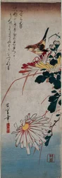 ミソサザイと菊