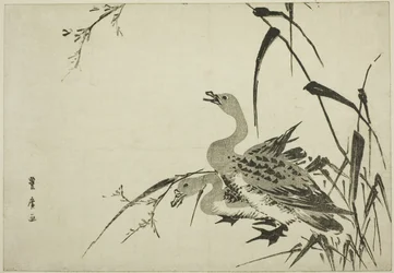 雁と葦