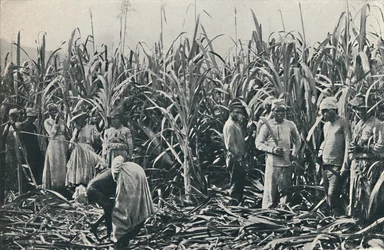 サトウキビのプランテーション、1916
