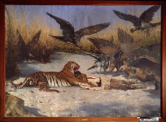 マンイーター - Vasili Vasilyevich Vereshchagin (Vassili Vereshchagin) (1842-1904) による絵画、キャンバスに油彩、1870-1880 年頃、ロシア美術 19 世紀 - 地域 W Wereshchagin Art Museum、ミコラーイウ (ウクライナ)