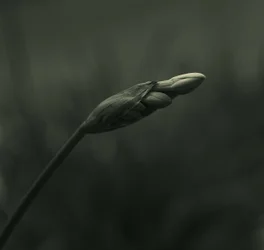 穏やかな蕾の開花
