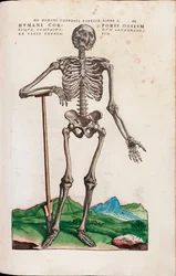 AndreasVesaliusによる「Thehumanbodyfabrica」からの人体の骨