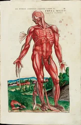 AndreasVesaliusによる「TheHumanBodyfabrica」からの筋肉の最初の地図