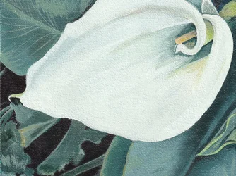 優雅なカラリリーの花