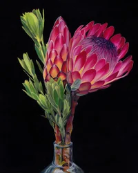 鮮やかなプロテアの花