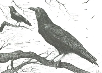 オブザーバー, 2011