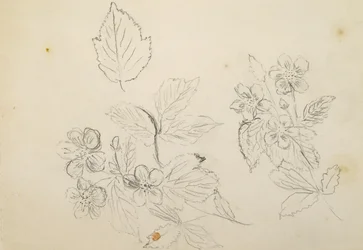 Recto：Flower Study、1869-1871