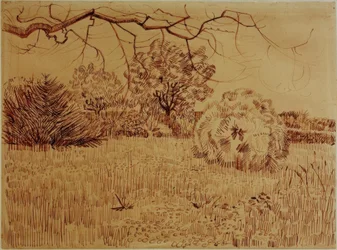 低木がある公園