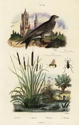 アルパイン スイフト、ホタルイ、カブトムシ、ハチ、1834-1839 (彫刻)