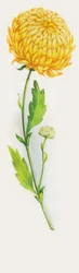 菊の花、ドローイング