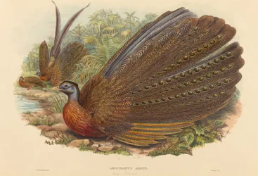 アーガスキジ (Argusianus Argus)