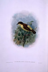 Loboparadisea serica、水鳥の楽園（カラーリトグラフ）