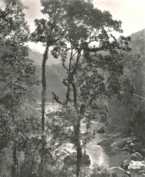 ケラニ川の景色、クルネガラ、セイロン、1895年。