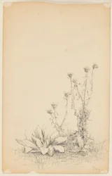 野生植物の研究