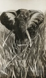 アフリカ象