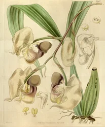 コリアンテスmaculata