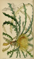 カーティスの植物誌-プレート4633-Dryandra nobilis