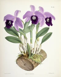 Laelia Dayana、1882-1897年頃