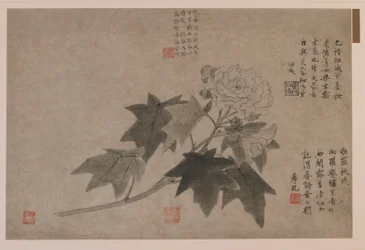 ハイビスカス、1347年