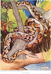 ジャイアントパイソン、「The New Natural History」のイラスト、ジョンアーサートンプソン（1861-1933）、GPパトナムの息子、1926年発行