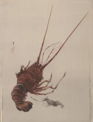 ザリガニ、ca。 1887。