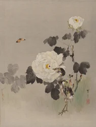 バラ、ヤングバード、バタフライ、ca。 1887。