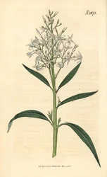 青アモンシア - アモンシア・タベルナエモンタナ変種サリシフォリア（柳葉アモンシア、Amsonia salicifolia）。ウェデルによる手彩色植物版画、ジョン・シムズ『カーティスの植物雑誌』より、カウチマン社、ロンドン