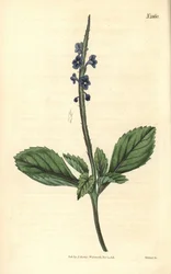 ブルーバーベナ - ジャマイカ・バーベナ（学名：Stachytarpheta jamaicensis）。ウェデルによる手彩色銅版画。ジョン・シムズ著『カーティスの植物雑誌』より、カウチマン社、ロンドン