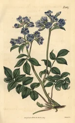 這うポレモイン - 匍匐性ギリシャバレリアン、Polemonium reptans。ウェデルによる手彩色植物版画、ジョン・シムズ『カーティスの植物雑誌』より、カウチマン、ロンドン