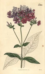クロスリーフフロックスまたはリクニデア、Phlox acuminata。ウェデルによる手彩色植物版画、ジョン・シムズ著『カーティスの植物雑誌』より、カウチマン、ロンドン