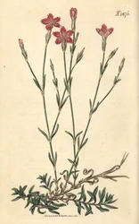 野生のカーネーション - 野生のピンク、Dianthus campestris。ウェデルによる手彩色植物版画、ジョン・シムズ著『カーティスの植物雑誌』より、カウチマン社、ロンドン