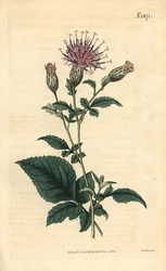 五葉サレット - Klasea quinquefolia（五葉ノコギリソウ、Serratula quinquefolia）。ウェデルによる手彩色植物版画、ジョン・シムズ著『カーティスの植物雑誌』より、カウチマン社、ロンドン